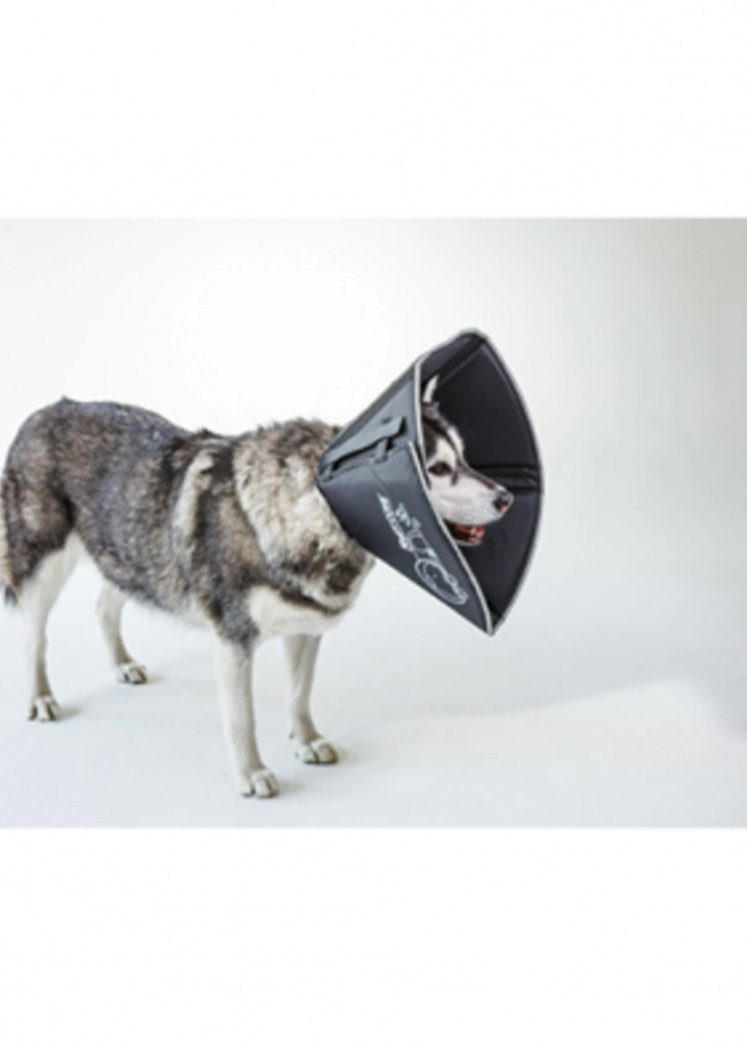 All Four Paws The Comfy Cone® XL Black 1 All Four Paws The Comfy Cone® XL Black