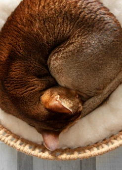 Pet Supplies Shop -Pet Supplies Shop beonebreed beonebreed pet basket 1