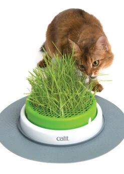 Catiti® Senses 2.0 Grass Planter 6 Catiti® Senses 2.0 Grass Planter -Pet Supplies Shop catit catiti senses 20 grass planter 2