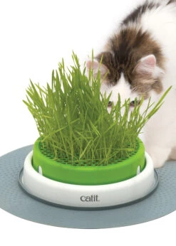 Catiti® Senses 2.0 Grass Planter