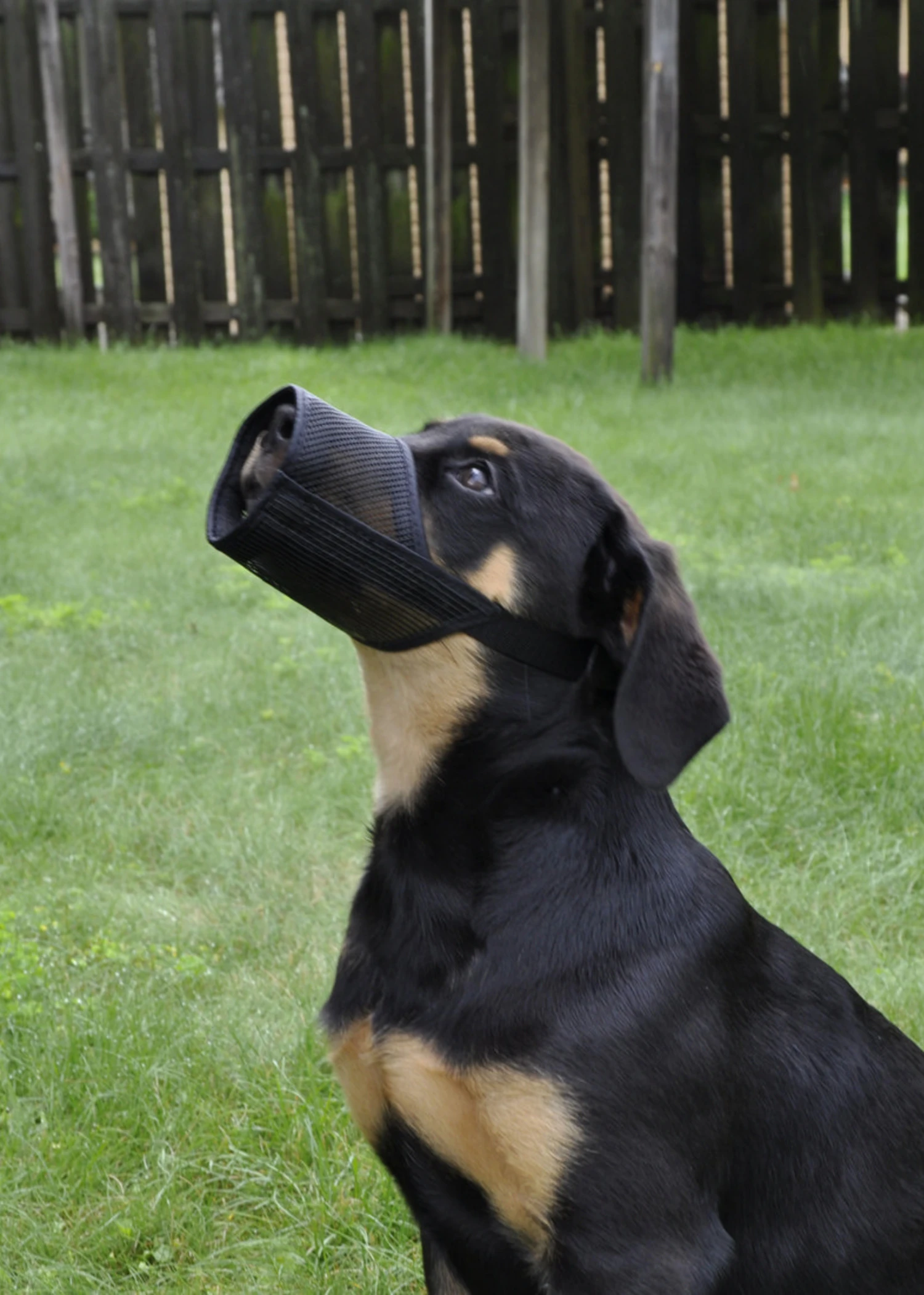 Coastal Best Fit® Adjustable Mesh Muzzle Size 3 2 Coastal Best Fit® Adjustable Mesh Muzzle Size 3 - Image 2