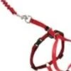 Petsafe Come With Me Kitty Harness & Bungee Leash Medium