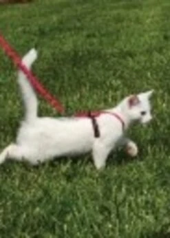 Petsafe Come With Me Kitty Harness & Bungee Leash Medium 5 Petsafe Come With Me Kitty Harness & Bungee Leash Medium -Pet Supplies Shop come with me kitty petsafe come with me kitty harn 2