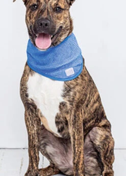 GF DOG ICE BAND BLUE LRG-XLRG 17-23"