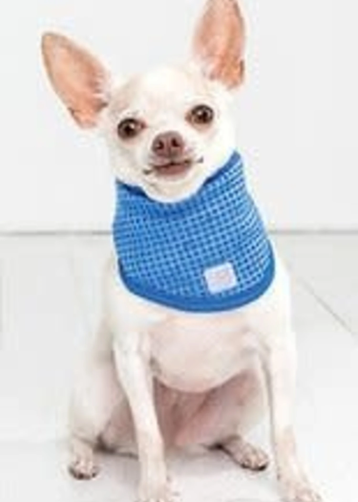 Ice Band Small-Mdm Dog 12-17" 1 Ice Band Small-Mdm Dog 12-17"