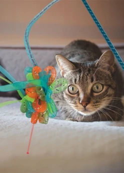 Kong® Laser Teaser Ribbons 5 Kong® Laser Teaser Ribbons -Pet Supplies Shop kong kong laser teaser ribbons 2