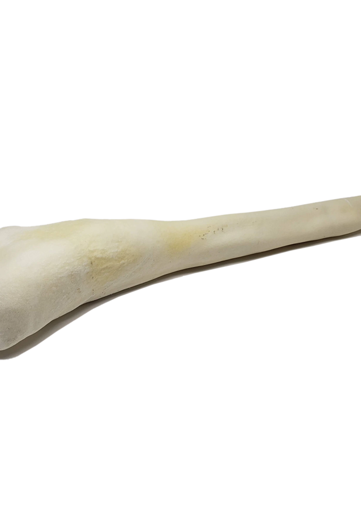 Open Range Full Length Bull Tail 1 Open Range Full Length Bull Tail