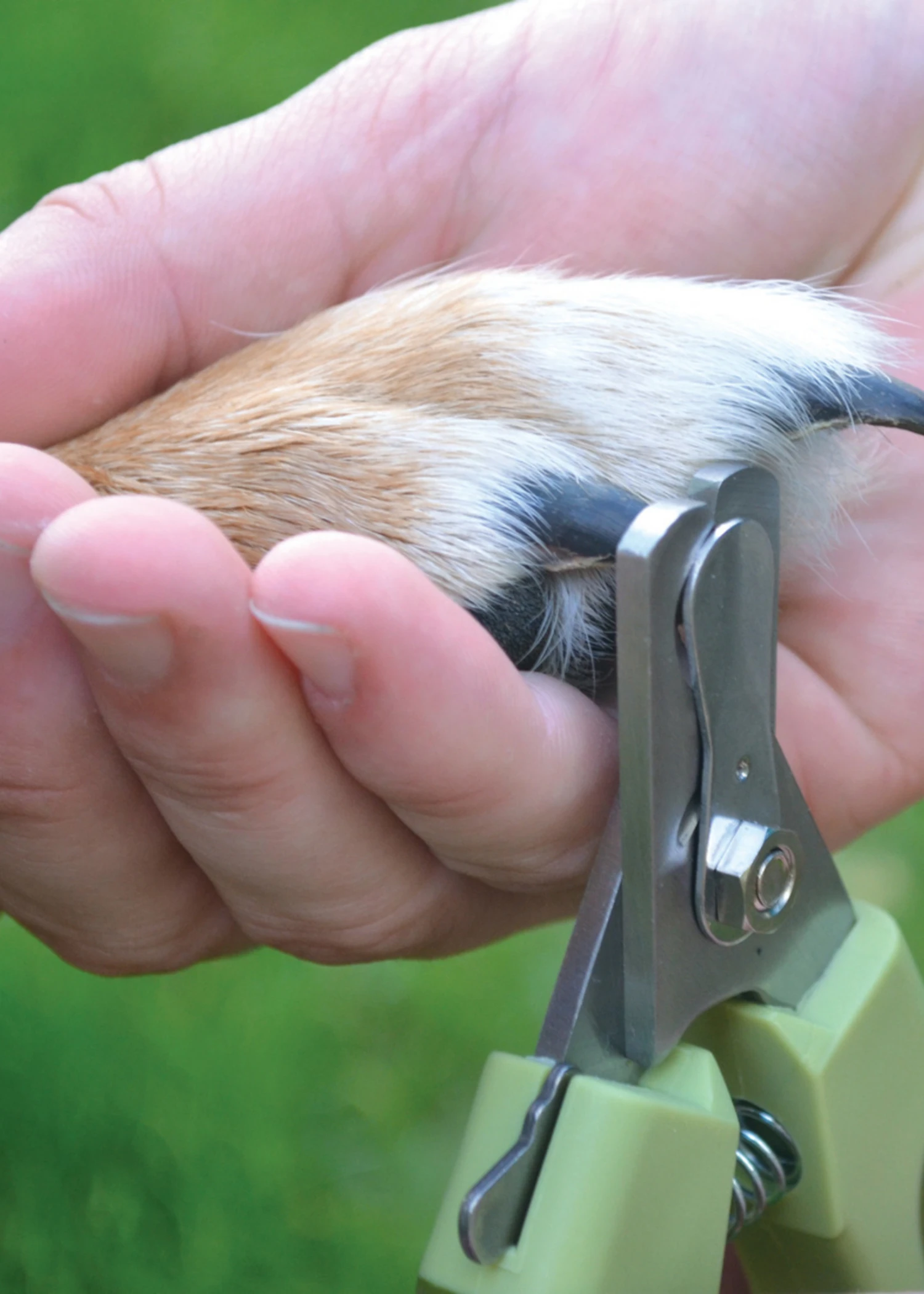 Safari Professional Nail Trimmer Large 2 Safari Professional Nail Trimmer Large - Image 2