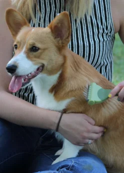 Safari® Shed Magic® De-Shedding Tool Short Hair Small Dog -Pet Supplies Shop safari safari shed magic de shedding tool short ha 2