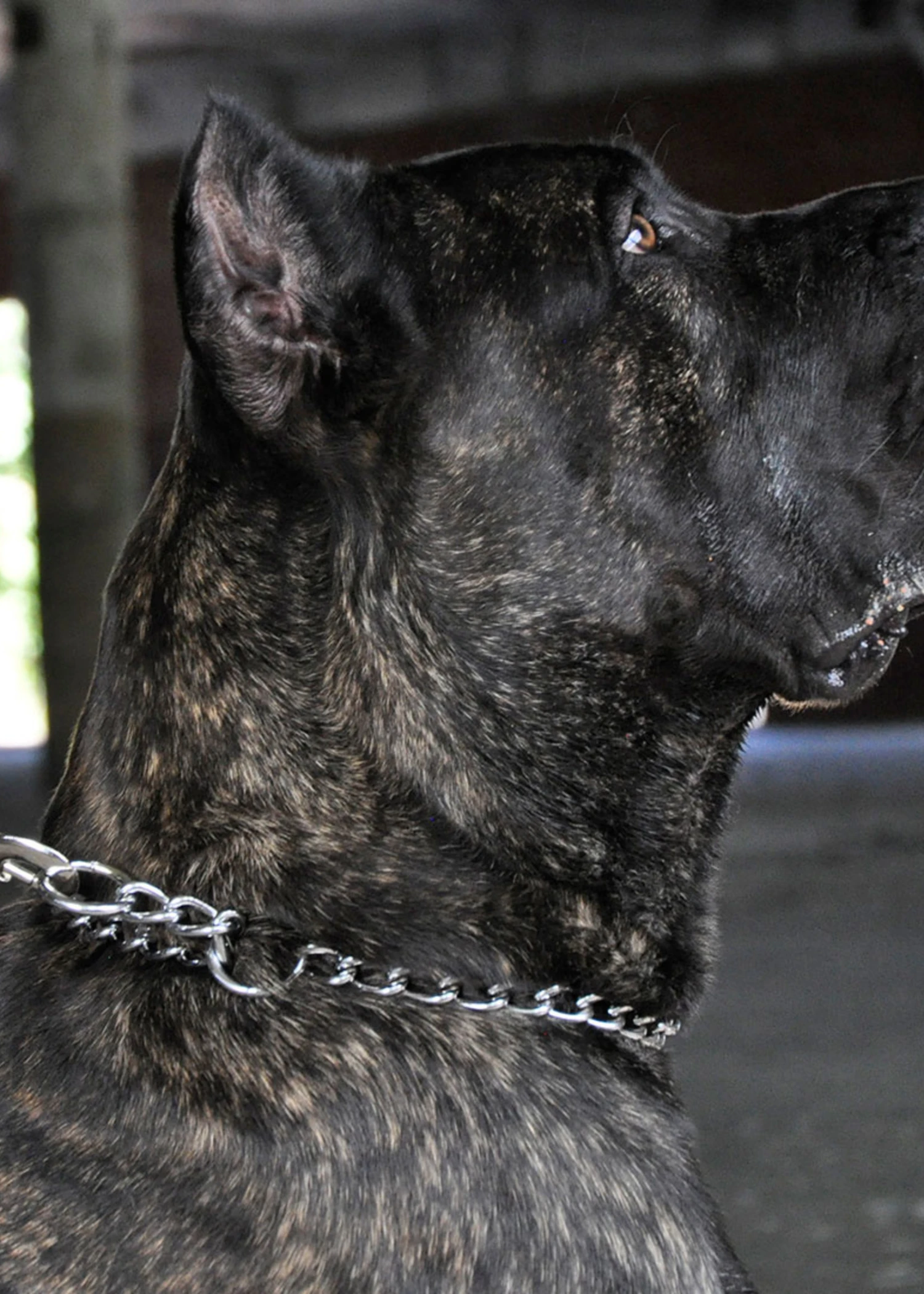 Titan Chain Training Collar X-Heavy 4mmx26" 2 Titan Chain Training Collar X-Heavy 4mmx26" - Image 2