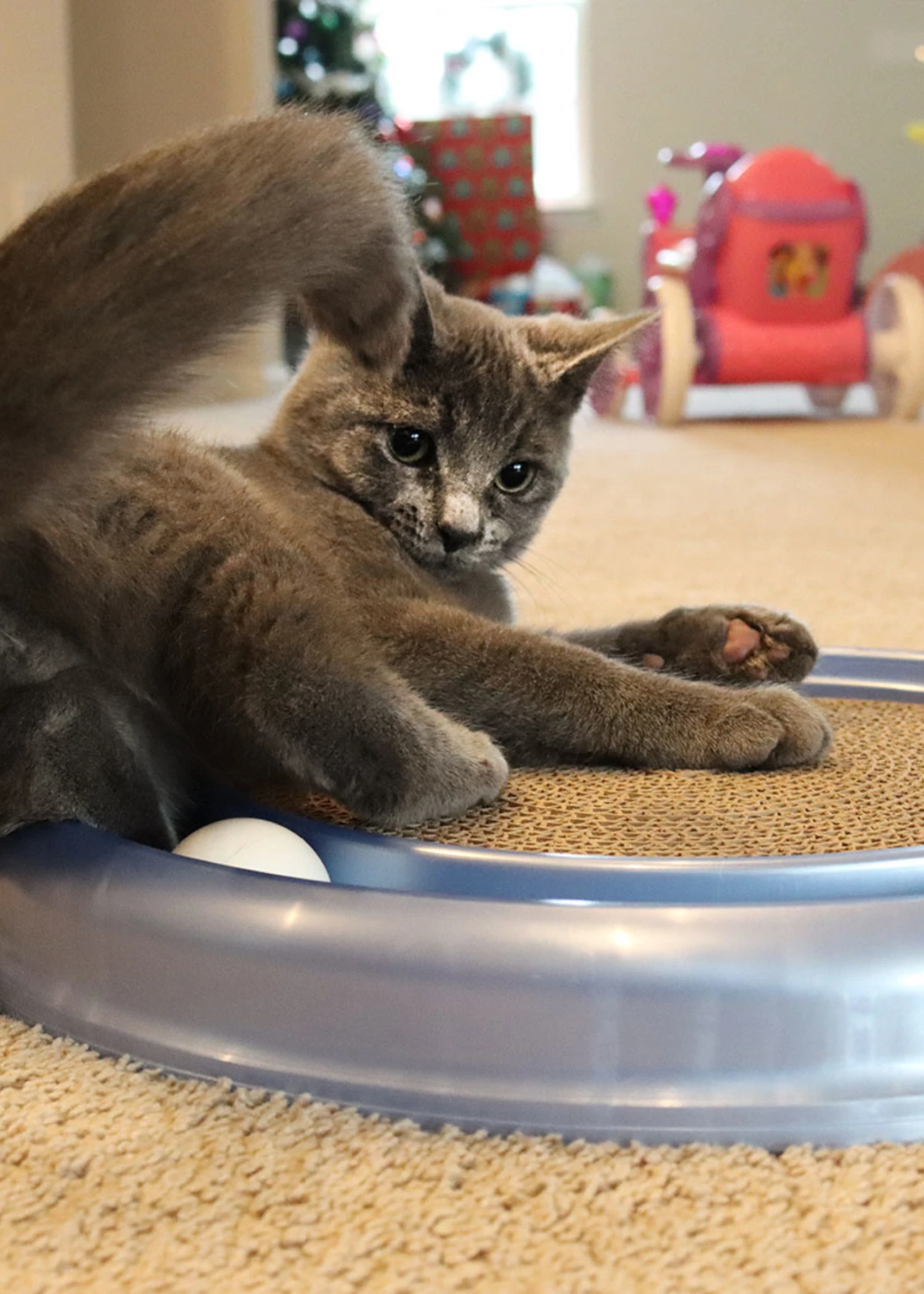 Turbo® Scratcher 3 Turbo® Scratcher - Image 3