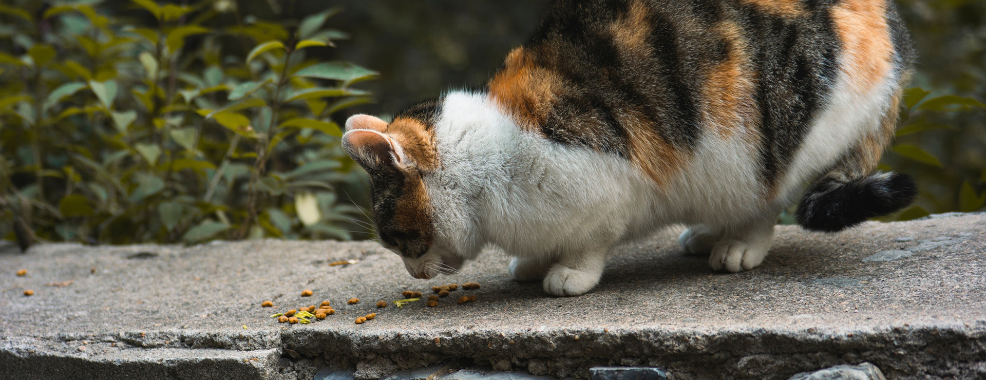 Pet Supplies Shop -Pet Supplies Shop famingjia inventor oSLGyzLdQms unsplash